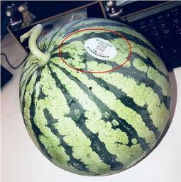 吃瓜网红 图片,一场视觉盛宴的幕后花絮