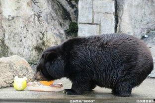 亚洲黑熊越狱视频,一场森林逃亡记