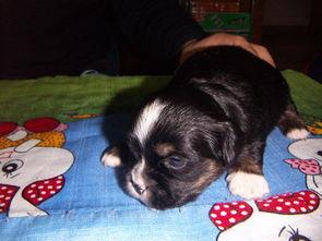 日韩小奶狗怎么画的视频,轻松绘制萌系美少年