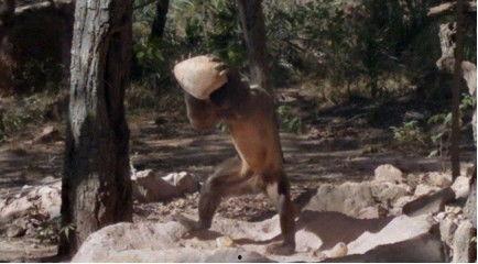 猴子变成人的实验视频,探索人类起源的惊人转变